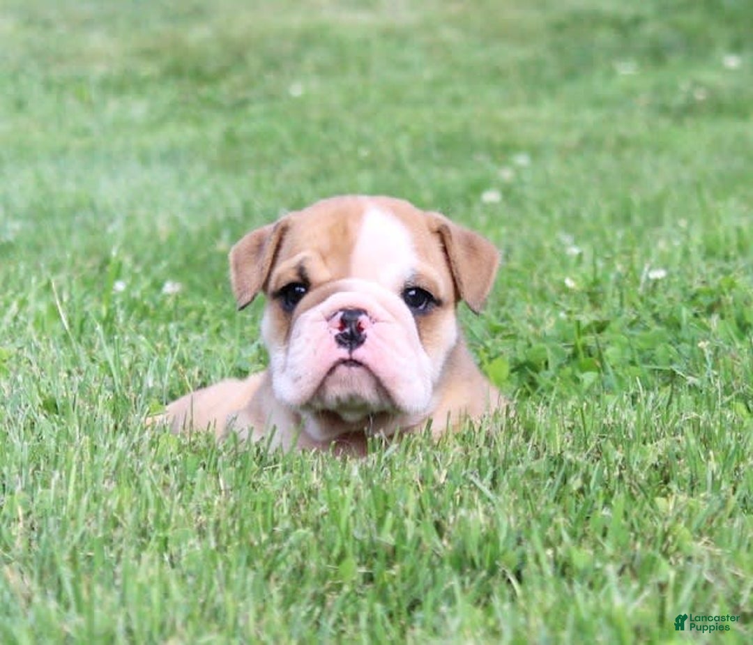 English Bulldog dogs for sale: Wyatt - Image 14