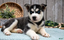 Siberian Husky dogs for sale: Tammy - Image 2