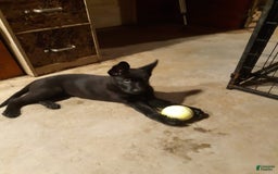 German Shepherd dogs for sale: Little Girl - Image 2