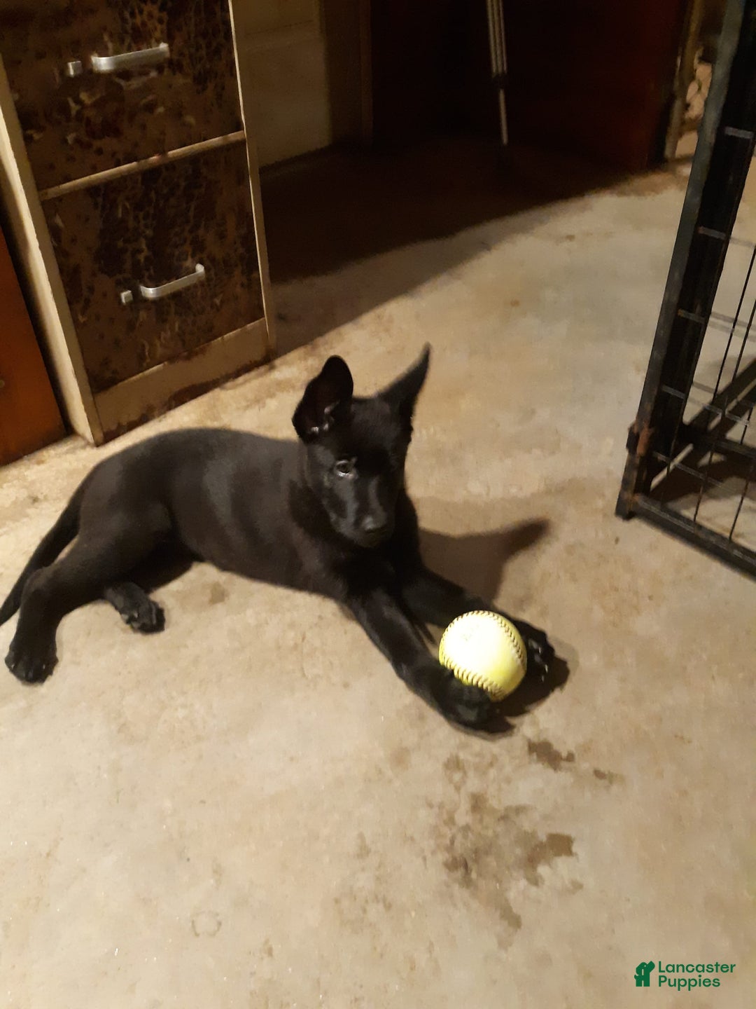 German Shepherd dogs for sale: Little Girl - Image 2