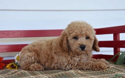 Cockapoo dogs for sale: Sheldon - Image 4