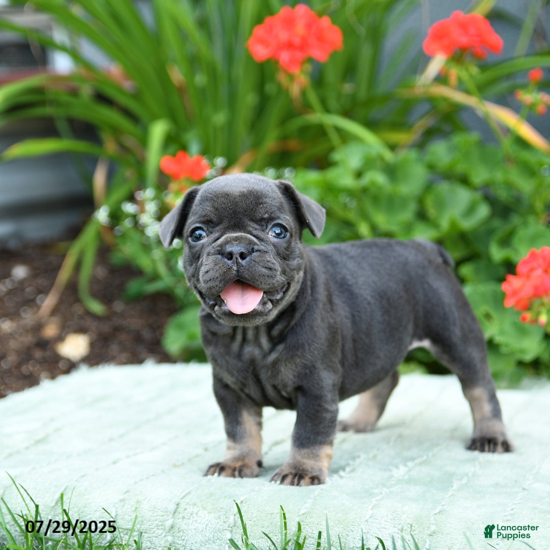 French Bulldog dogs for sale: Brittany - Image 2