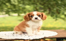 Cavalier King Charles Spaniel dogs for sale: Elliot - Image 5
