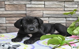 Great Dane dogs for sale: Coffee - Image 8
