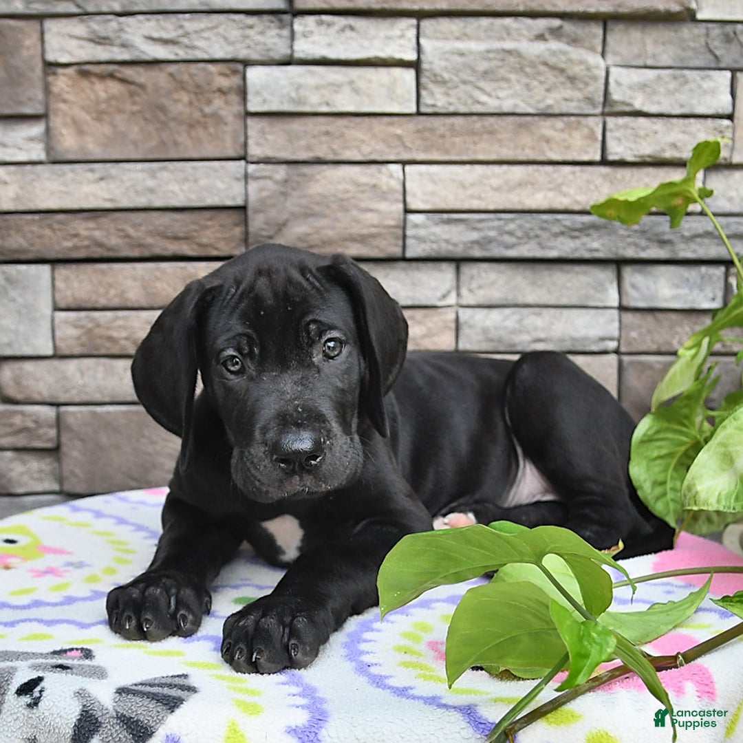 Great Dane dogs for sale: Coffee - Image 8