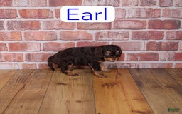Cavapoo dogs for sale: Earl - Image 1