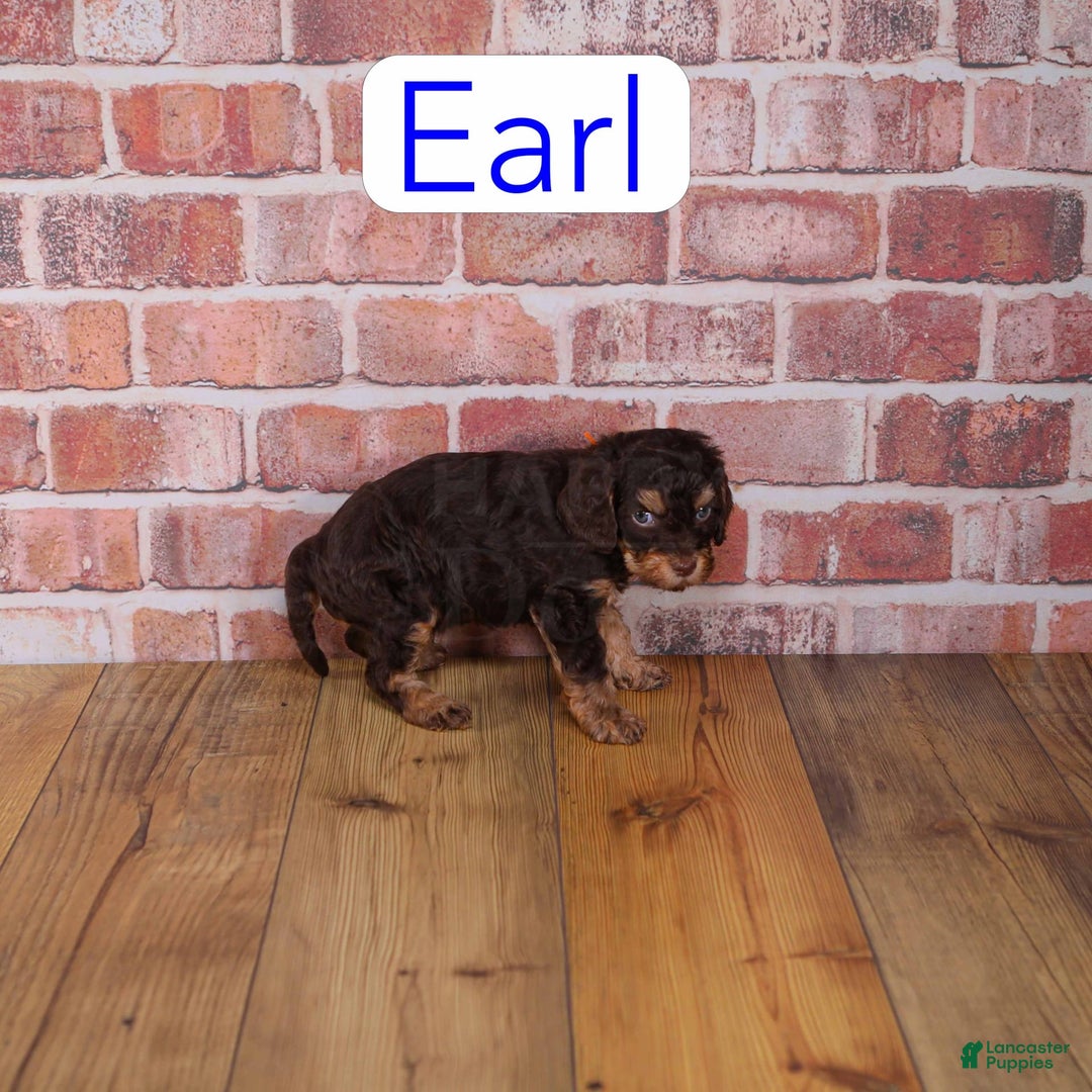 Cavapoo dogs for sale: Earl - Image 1