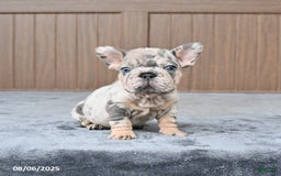 French Bulldog dogs for sale: Dandelion - Image 2