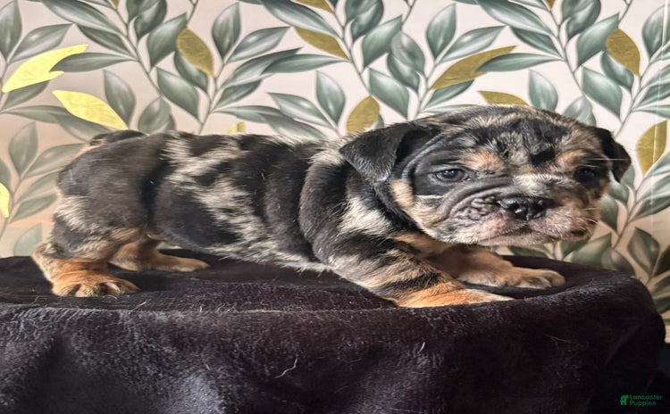 English Bulldog dogs for sale - Ad 1