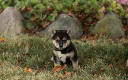 Shiba Inu dogs for sale: Charles - Image 4