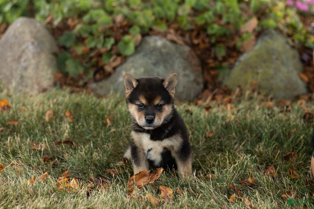 Shiba Inu dogs for sale: Charles - Image 4