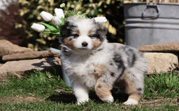 Miniature Australian Shepherd dogs for sale: Washington - Image 2