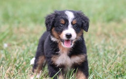 Bernese Mountain Dog dogs for sale: Smiles - Image 1
