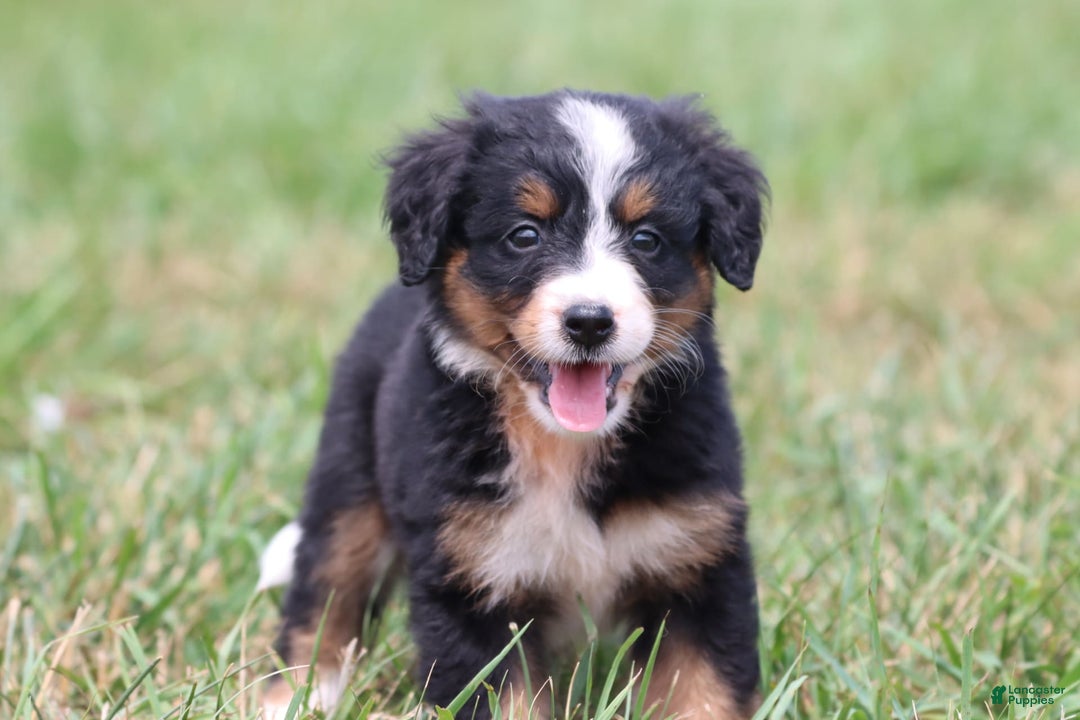 Bernese Mountain Dog dogs for sale: Smiles - Image 1