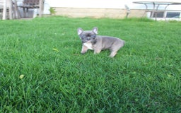 French Bulldog dogs for sale: French Bulldog 3 puppies - Image 27