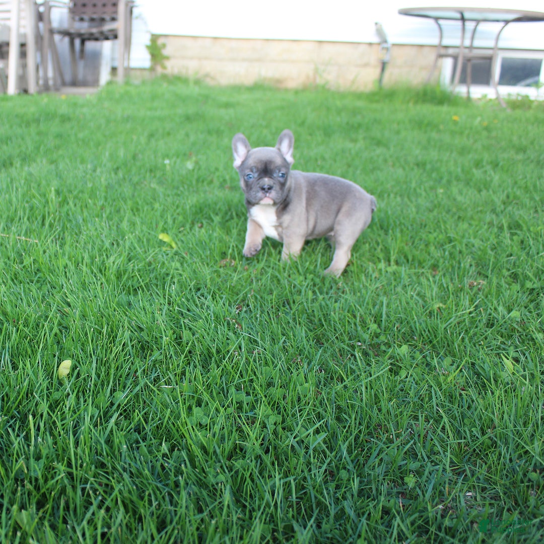 French Bulldog dogs for sale: French Bulldog 3 puppies - Image 27
