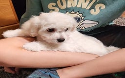 Cavachon dogs for sale: Destin - Image 9