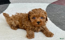 Maltipoo dogs for sale: Shanna - Image 8