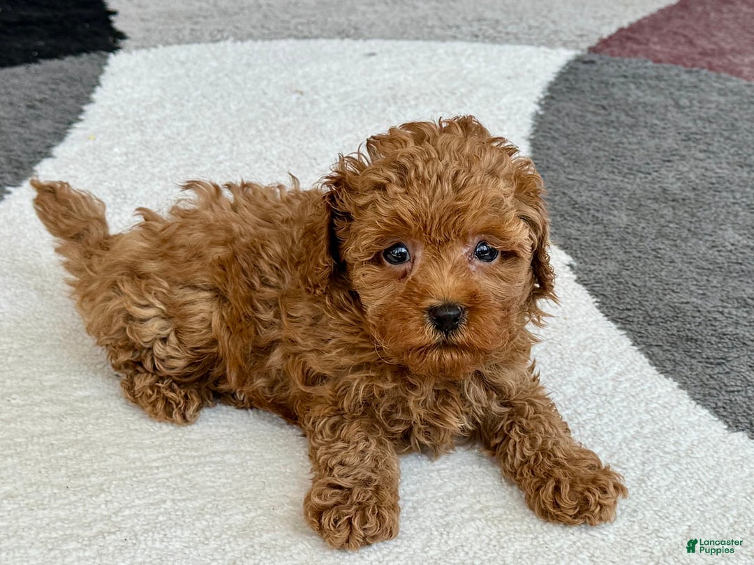 Maltipoo dogs for sale: Shanna - Image 8