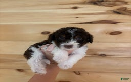 Labradoodle dogs for sale: Puppy 1 - Image 1