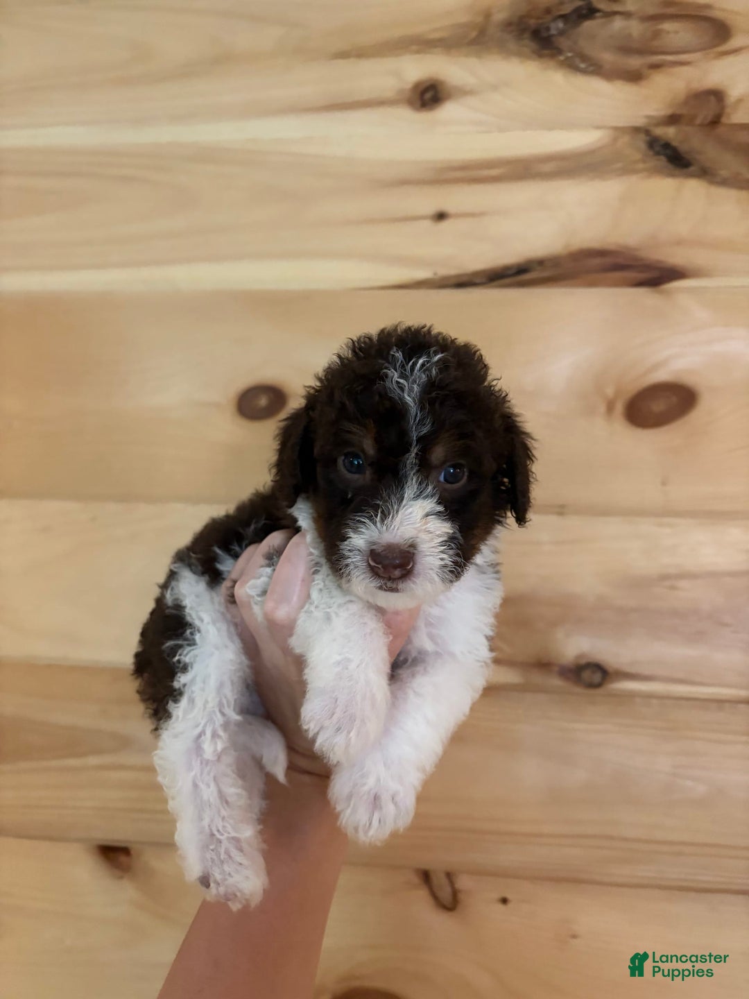 Labradoodle dogs for sale: Puppy 1 - Image 1