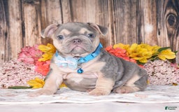 French Bulldog dogs for sale: Milton - Image 8