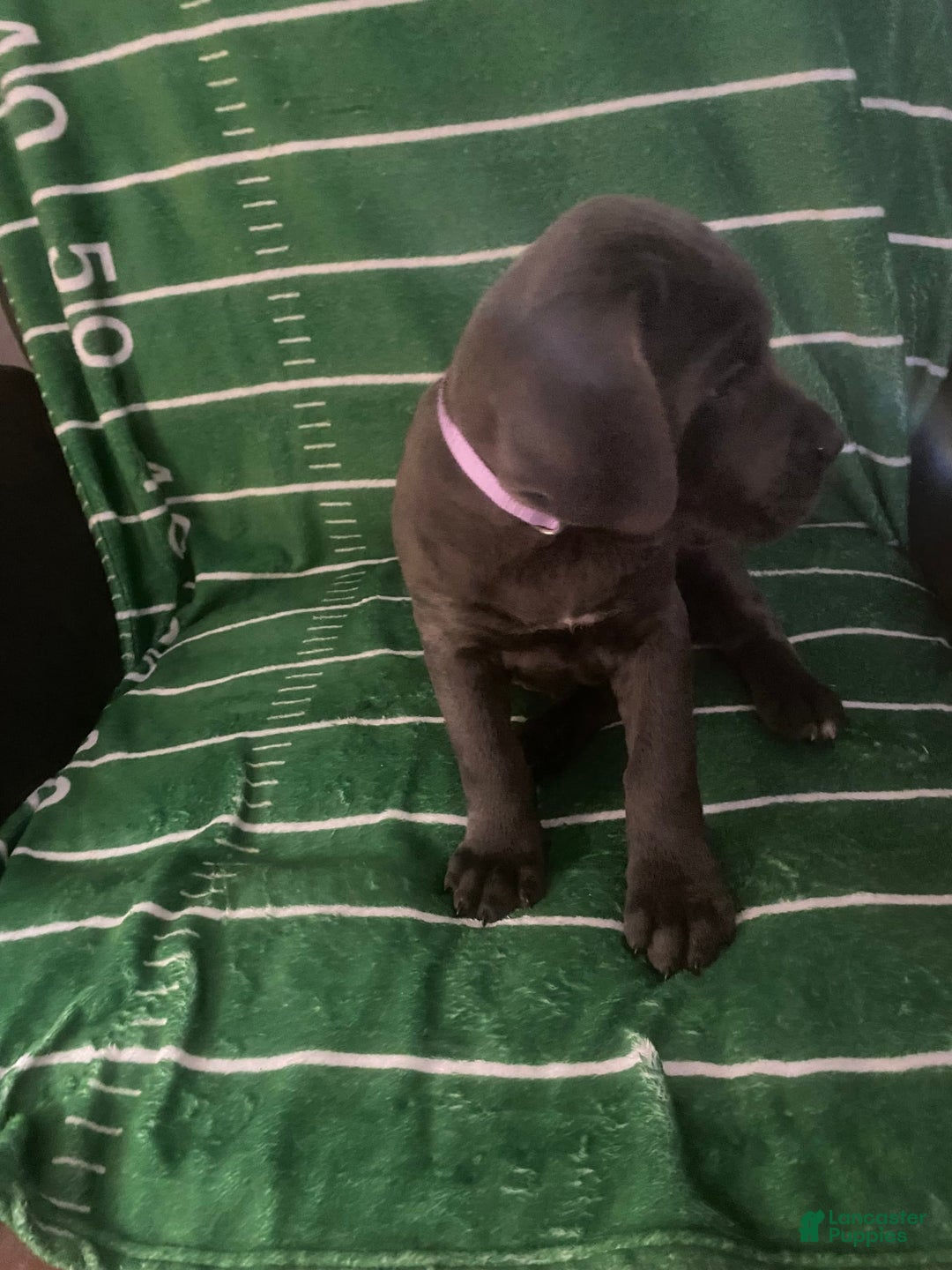 Cane Corso dogs for sale: Light Purple - Image 1