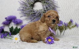 Cavapoo dogs for sale: Phoenix - Image 37