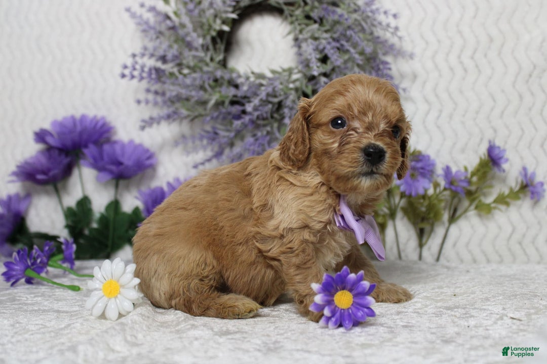 Cavapoo dogs for sale: Phoenix - Image 37