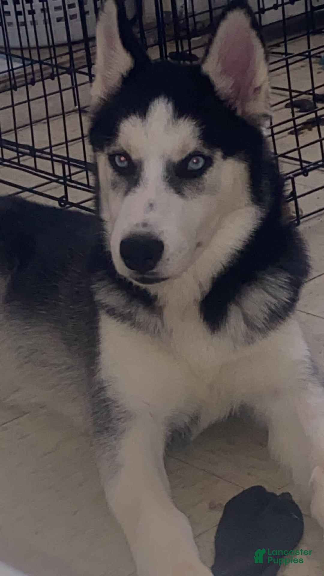 Siberian Husky dogs for sale: Siberian Husky 1 puppies - Image 1