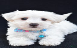 Maltese dogs for sale: Ashton - Image 5