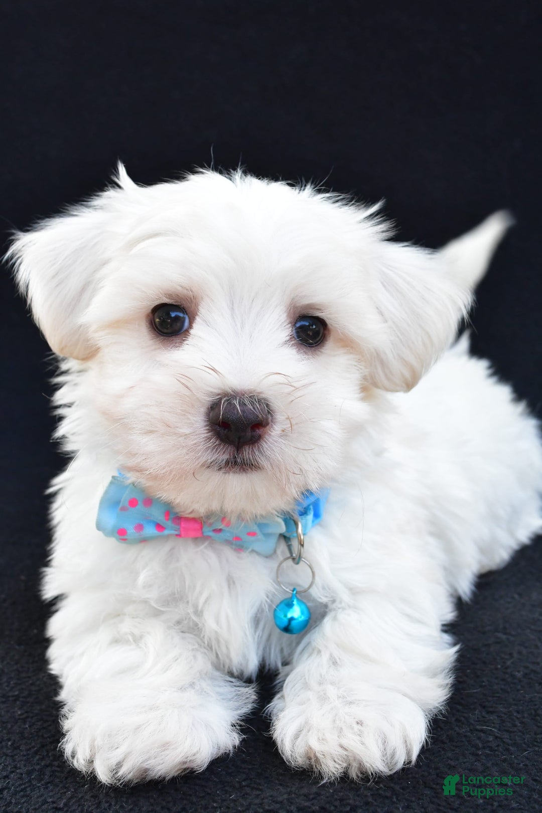 Maltese dogs for sale: Ashton - Image 5
