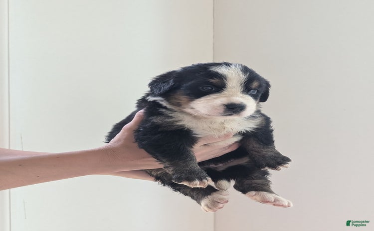 Bernese Mountain Dog dogs - Advert 5