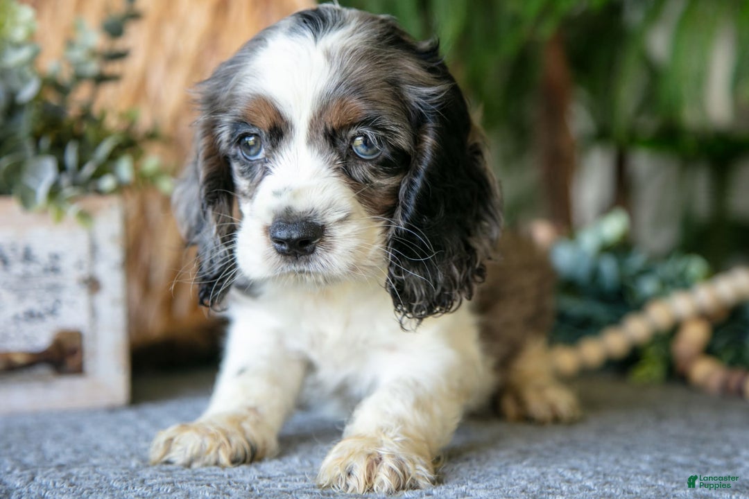 Cocker Spaniel dogs for sale: Wendy - Image 1