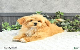 Maltipoo dogs for sale: Bella Extra Small - Image 4
