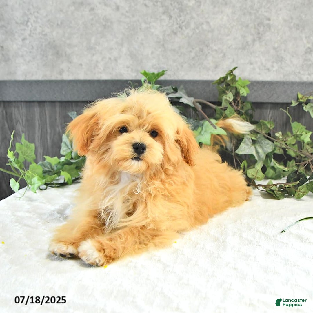 Maltipoo dogs for sale: Bella Extra Small - Image 4