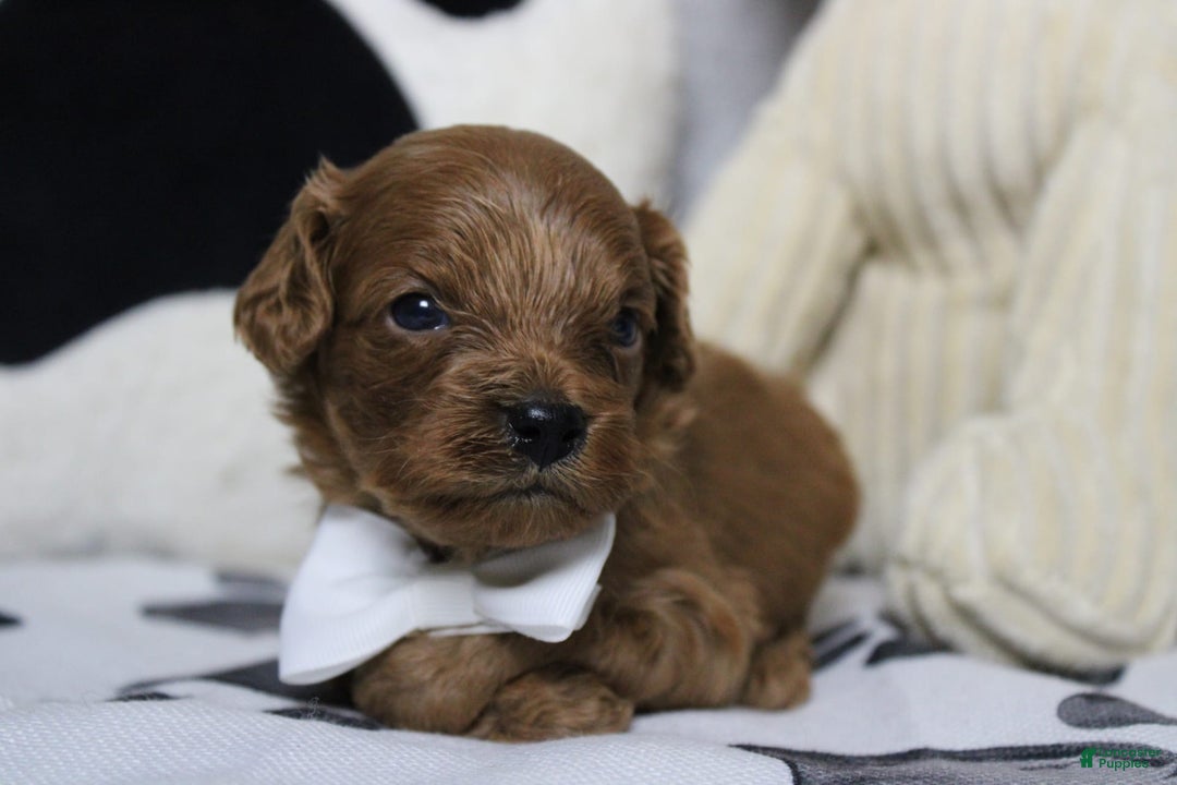 Cavapoo dogs for sale: Phoenix - Image 65