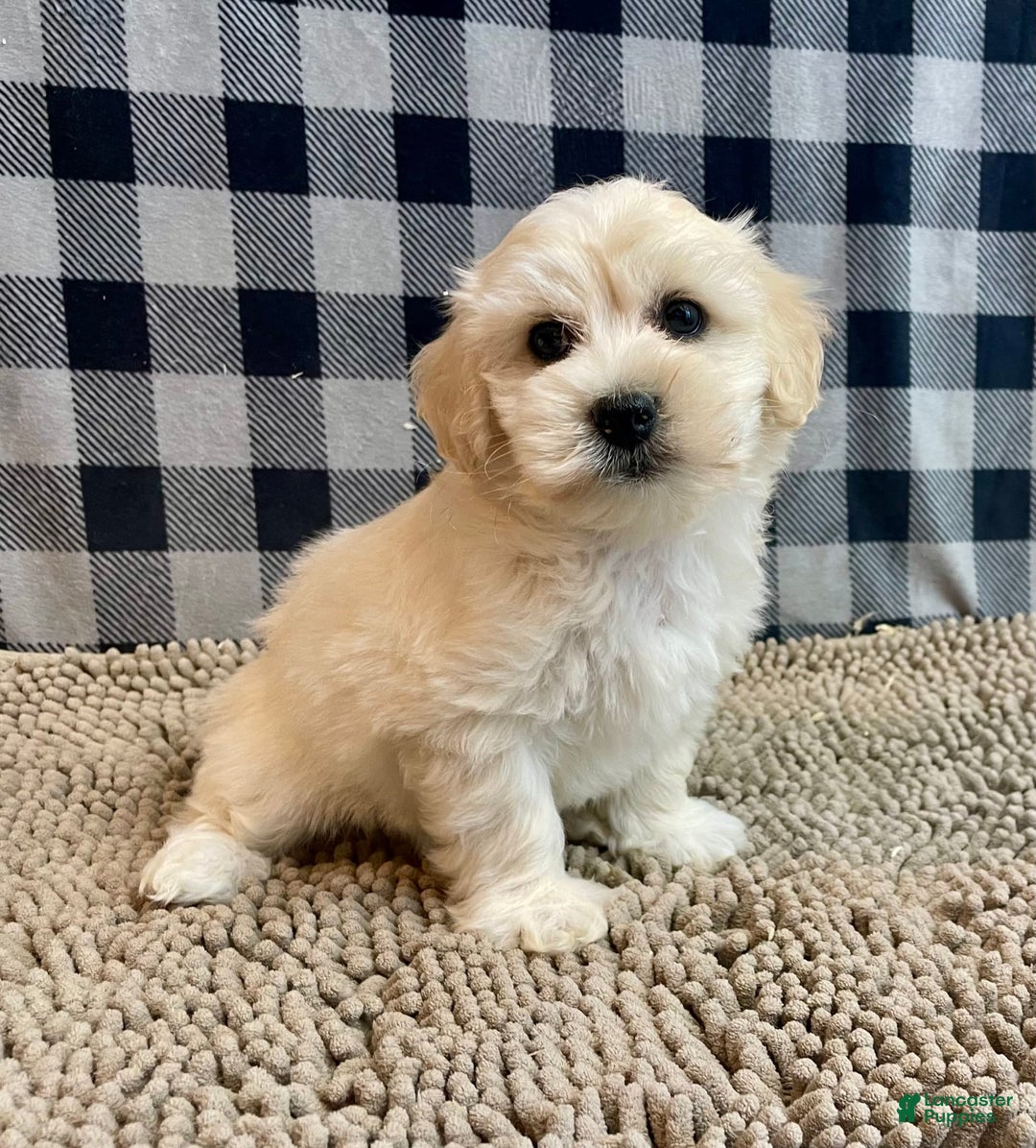 Coton De Tulear dogs for sale: Merlin - Image 1