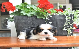 Cavalier King Charles Spaniel dogs for sale: Cody - Image 3