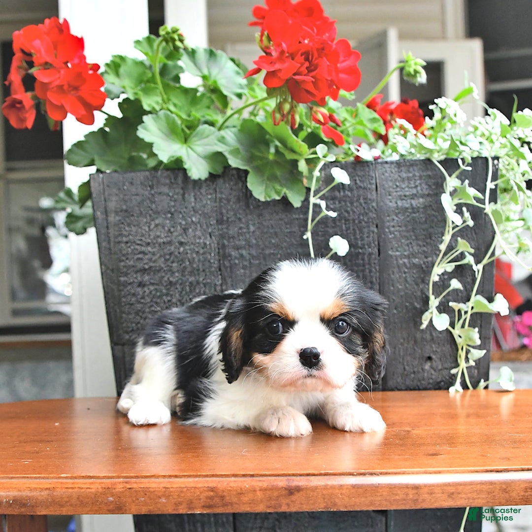 Cavalier King Charles Spaniel dogs for sale: Cody - Image 3