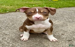 American Bully dogs for sale: Brookie - Image 7