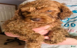 Goldendoodle dogs for sale: Goldendoodle 5 puppies - Image 24