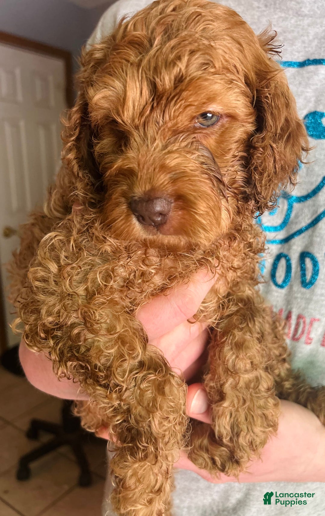 Goldendoodle dogs for sale: Goldendoodle 5 puppies - Image 24