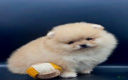 Pomeranian dogs for sale: Carla - Image 3