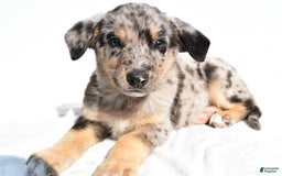 German Shepherd dogs for sale: Prescott - Image 6