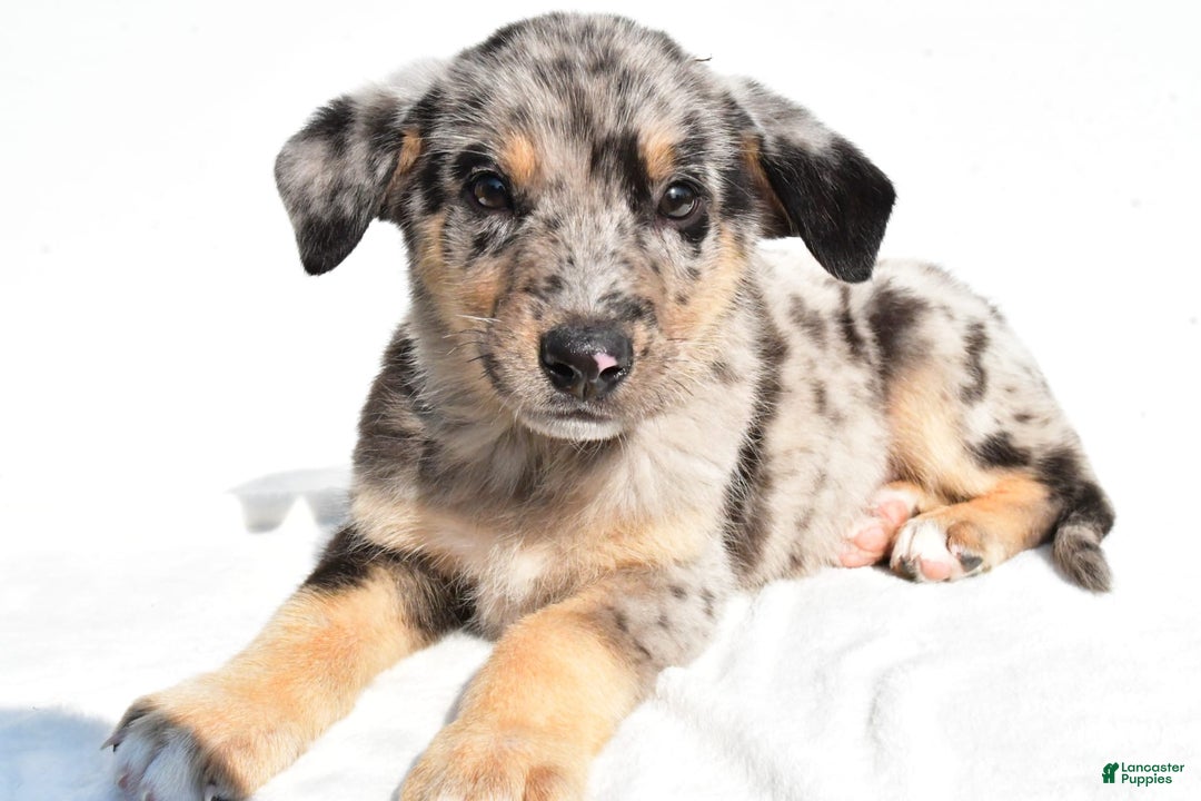 German Shepherd dogs for sale: Prescott - Image 6