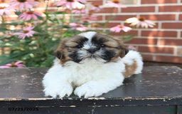Shih Tzu dogs for sale: Dexter - Image 3