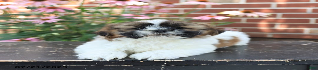 Dexter