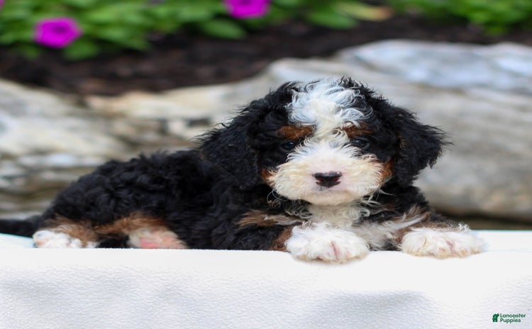 Mini Bernedoodle dogs for sale - Ad 4