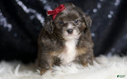 Mini Goldendoodle dogs for sale: Colleen - Image 4